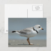 Pijpklaver Briefkaart (Voorkant / Achterkant)