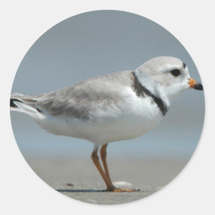 Pijpklaver Ronde Sticker