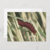 Pijppijlstaafbuikvlinder Briefkaart (Voorkant / Achterkant)