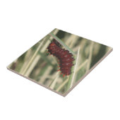 Pijppijlstaafbuikvlinder Tegeltje (Zijkant)