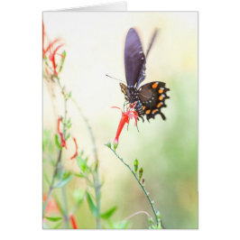 Pijpvlinder in het middaglicht