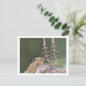 Pika Briefkaart (Staand voorkant)