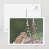 Pika Briefkaart (Voorkant / Achterkant)