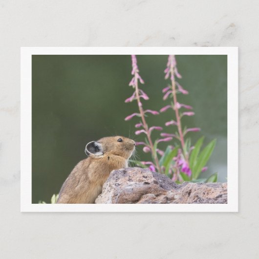 Pika Briefkaart (Voorkant)