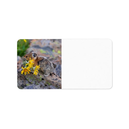 pika etiket (Voorkant)