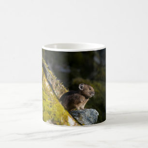 Pika nemen in de avondzon koffiemok