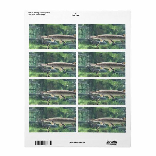 Pike Fish Etiket (Full Sheet)