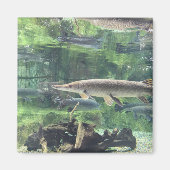 Pike Fish Magneet (Voorkant)