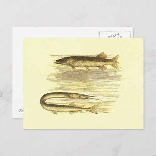 Pike Fish & Zee Pike  Lithograaf Briefkaart (Voorkant / Achterkant)