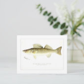 Pike Perch or Wall-eyed Pike Briefkaart (Staand voorkant)