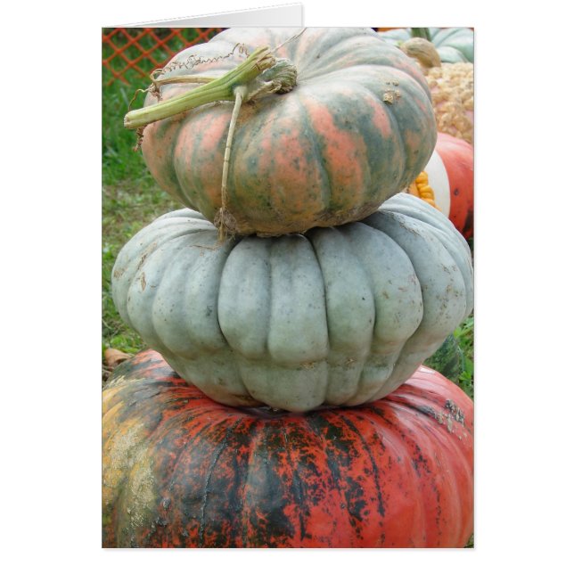 Pile Citrouille Heirloom (Devant)