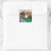 Pile courte Stickers Chat (Sac)