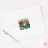 Pile courte Stickers Chat (Enveloppe)