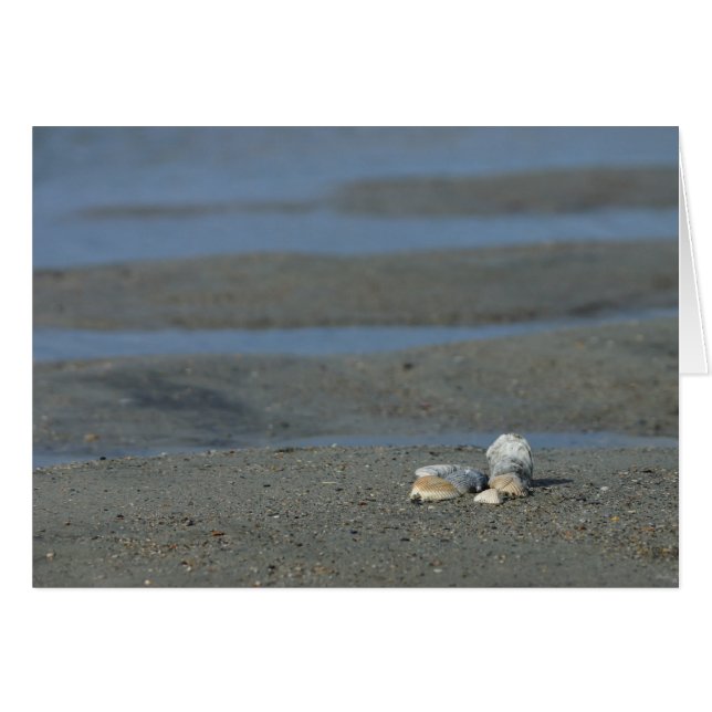 Pile de coquillage (Devant Horizontal)