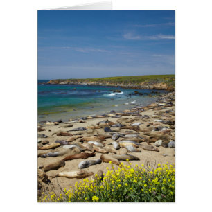 Pile des phoques éléphants