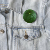 Pilea Peperomioides Button (In situ)