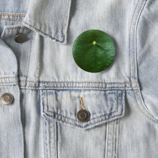 Pilea Peperomioides Button (In situ)