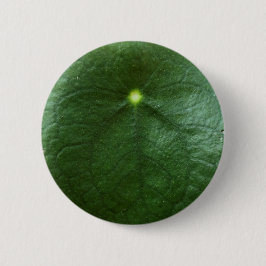 Pilea Peperomioides Button