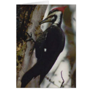 Pileated Woodpecker