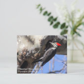 Pileated Woodpecker Briefkaart (Staand voorkant)