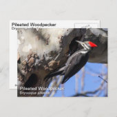 Pileated Woodpecker Briefkaart (Voorkant / Achterkant)