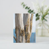 Pileated Woodpecker Briefkaart (Staand voorkant)