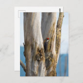 Pileated Woodpecker Briefkaart (Voorkant / Achterkant)