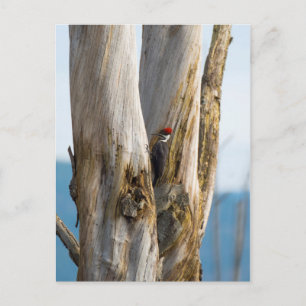 Pileated Woodpecker Briefkaart