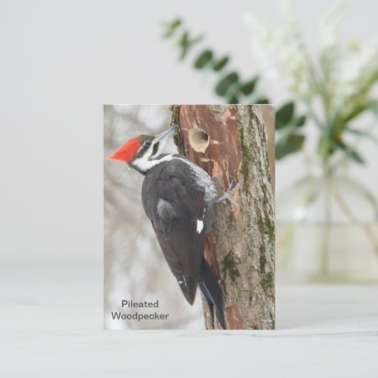 Pileated Woodpecker Briefkaart (Staand voorkant)