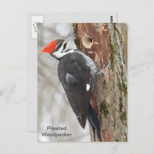 Pileated Woodpecker Briefkaart (Voorkant / Achterkant)