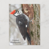 Pileated Woodpecker Briefkaart (Voorkant)