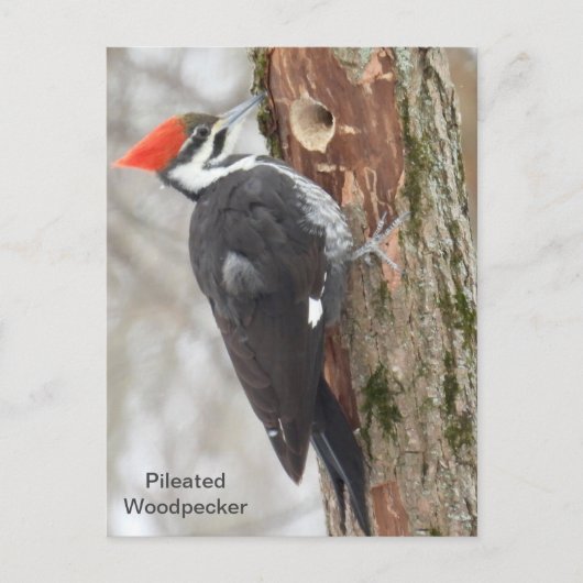 Pileated Woodpecker Briefkaart (Voorkant)