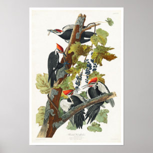 Pileated Woodpecker door het Poster van Audubon
