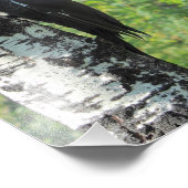 Pileated Woodpecker Foto Afdruk (Hoek)