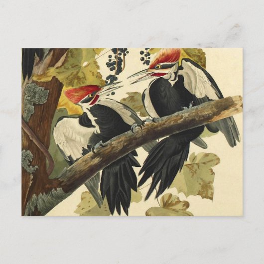 Pileated Woodpecker, John James Audubon Fine Art Briefkaart (Voorkant)