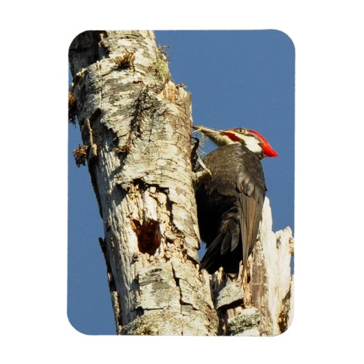 Pileated Woodpecker Magneet (Verticaal)