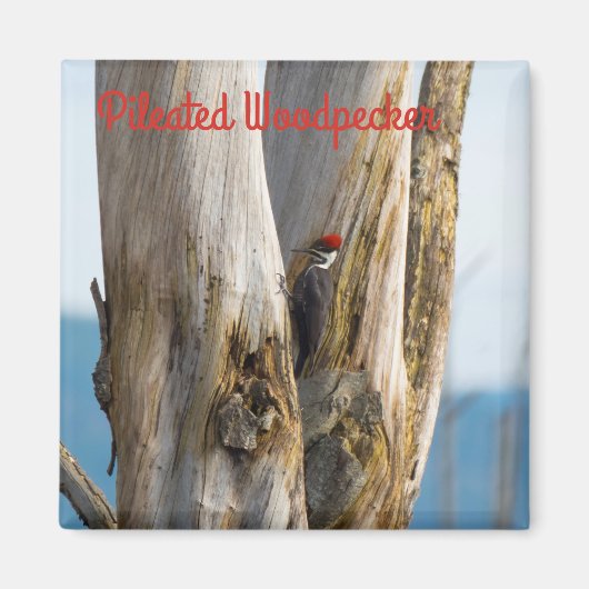 Pileated Woodpecker Magneet (Voorkant)