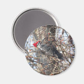 Pileated Woodpecker magnet Magneet (Voorkant / Achterkant)