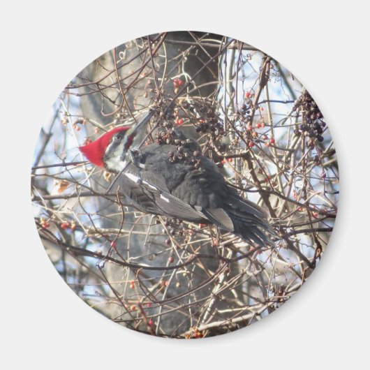 Pileated Woodpecker magnet Magneet (Voorkant)