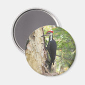 Pileated Woodpecker magnet Magneet (Voorkant / Achterkant)