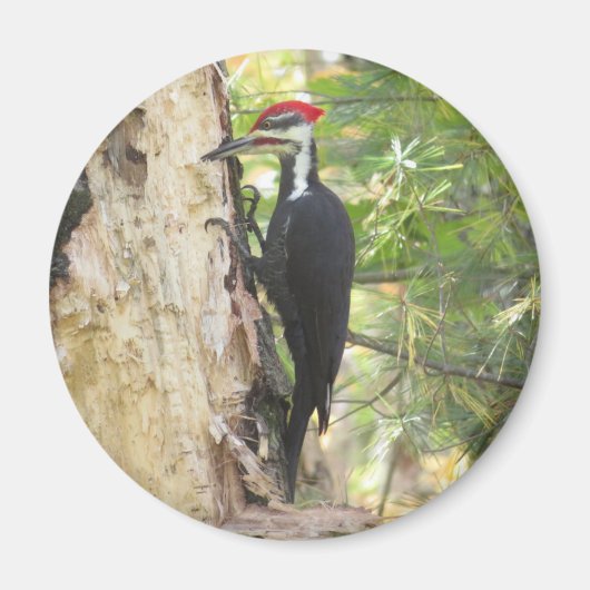 Pileated Woodpecker magnet Magneet (Voorkant)