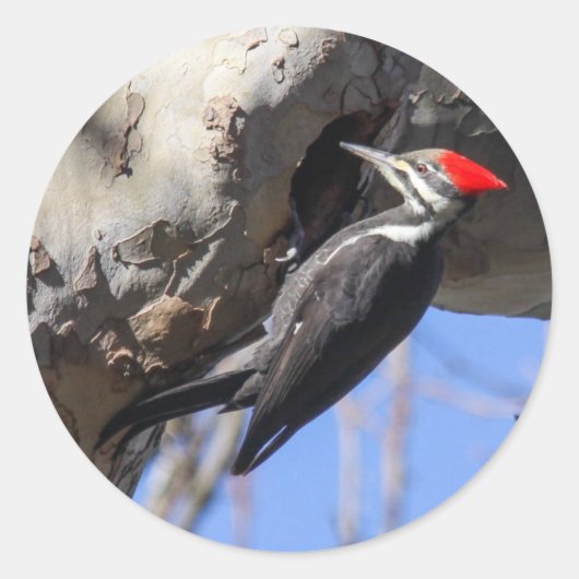 Pileated Woodpecker Ronde Sticker (Voorkant)