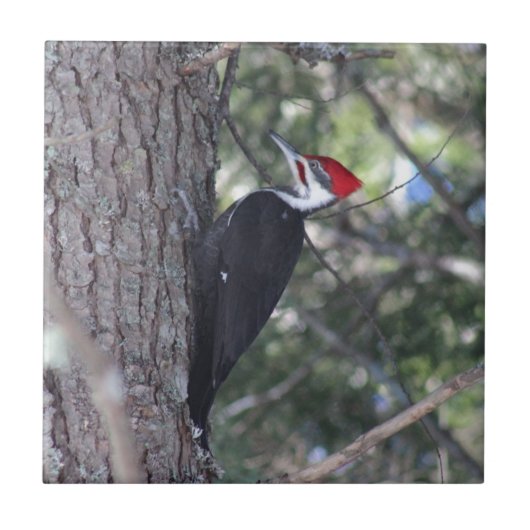 Pileated Woodpecker Tegeltje (Voorkant)