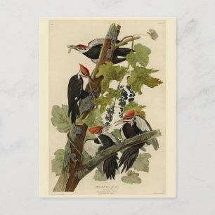 Pileated Woodpecker uit Audubon Birds of America Briefkaart