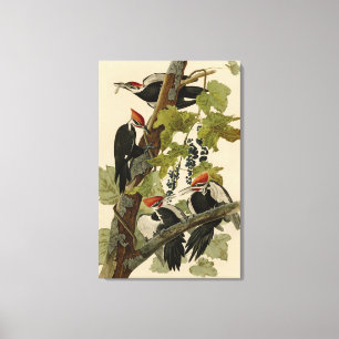 Pileated Woodpecker uit Audubon Birds of America Canvas Afdruk