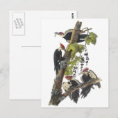 Pileated Woodpecker van Audubon Briefkaart (Voorkant / Achterkant)