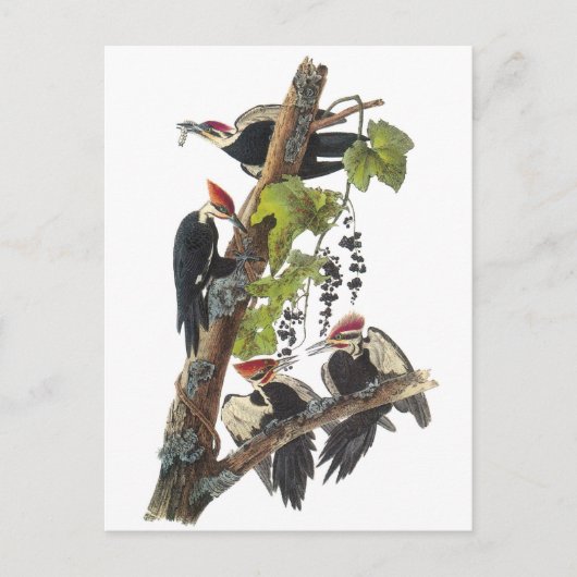 Pileated Woodpecker van Audubon Briefkaart (Voorkant)