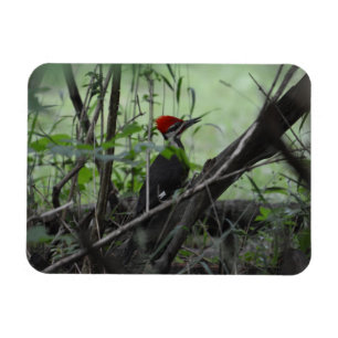 Pileed Woodpecker-fotomagneet Magneet