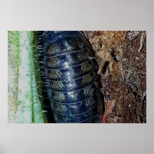 Pill Bug (photo) - Affiche (Devant)