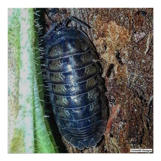 Pill Bug (photo) - Impression photo (Devant)